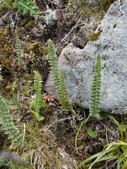 Polystichum lachenense