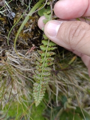 Polystichum lachenense