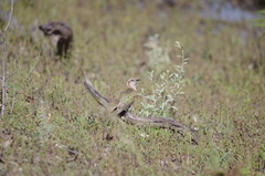 Chrysococcyx basalis