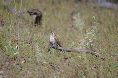 Chrysococcyx basalis