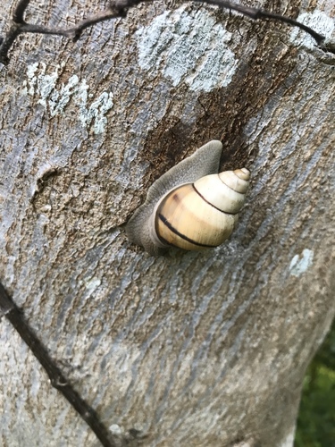 Banded Tree Snail