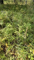 Aconitum barbatum