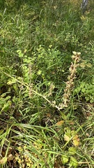 Aconitum barbatum