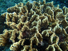 Millepora platyphylla