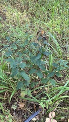Lilium martagon pilosiusculum