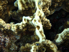 Millepora platyphylla