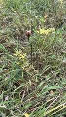 Lilium martagon pilosiusculum