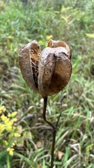 Lilium martagon pilosiusculum