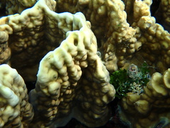Millepora platyphylla
