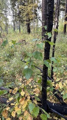 Betula platyphylla