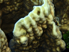 Millepora platyphylla