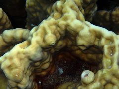 Millepora platyphylla