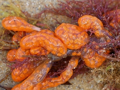 Botrylloides perspicuus