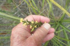 Struthiola ciliata