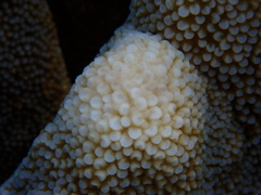Isopora palifera