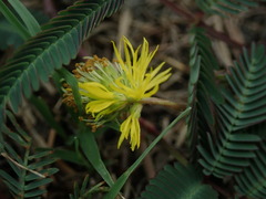 Neptunia oleracea