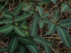 Neptunia oleracea