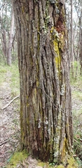 Eucalyptus cephalocarpa