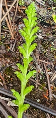 Microtis parviflora