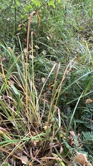 Hemerocallis minor