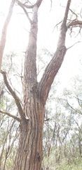 Eucalyptus cephalocarpa