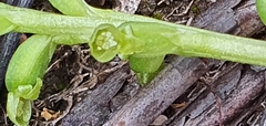 Microtis parviflora