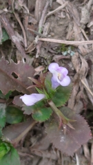 Bonnaya ruelloides