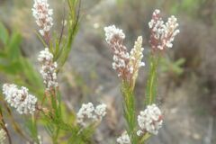 Spatalla racemosa