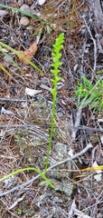 Microtis parviflora
