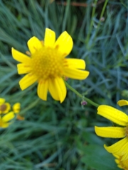Senecio inaequidens