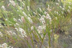 Spatalla racemosa