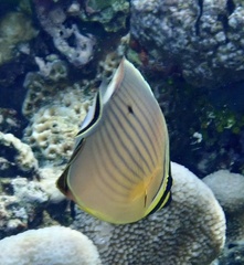 Chaetodon lunulatus