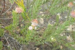 Leucospermum truncatulum