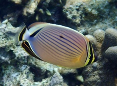 Chaetodon lunulatus