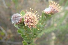 Leucospermum truncatulum