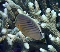 Chaetodon lunulatus