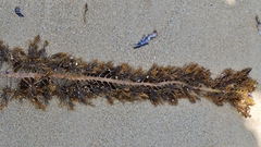 Cystophora moniliformis