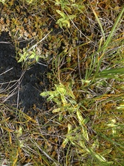 Pinguicula alpina