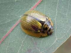 Paropsisterna agricola