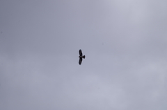 Hieraaetus morphnoides