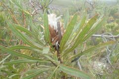 Protea longifolia