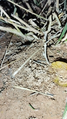 Camponotus turkestanus