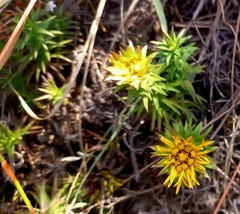 Oedera capensis