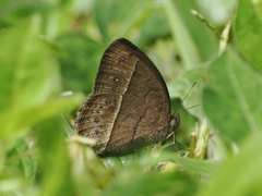 Mycalesis perseoides