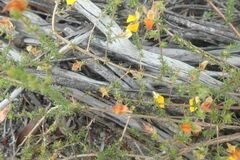 Aspalathus retroflexa