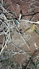 Camponotus turkestanus