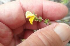 Aspalathus retroflexa