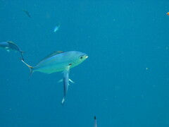 Caesio lunaris