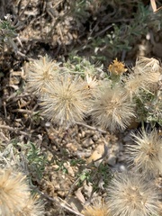 Heterotheca canescens