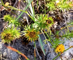 Oedera capensis